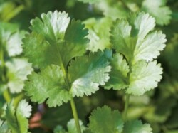 ”レタスサラダボールの生育画像"