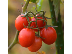 ブラジルミニトマトの育画像