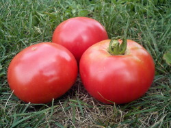 トマト妙紅育成画像
