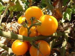 オーガニック家庭菜園ライフにおすすめ 有機種子 イエローミニトマト 0 25ｍｌ 約90粒 Natural Life Station